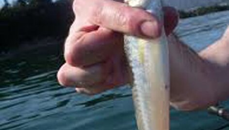 &ldquo;Kayak fishing&rdquo; nuotr.: Japonijoje stintos kvepia agurkais kaip ir pas mus.