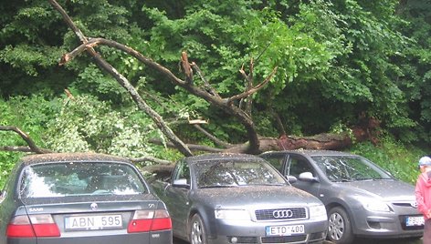 Vaduvos gatvėje nuvirtęs medis pridarė nuostolių trijų automobilių savininkams, vienas iš jų ketina kreiptis į teismą dėl žalos atlyginimo, nes Vilniaus savivaldybė nepasirūpino medį laiku nupjauti.