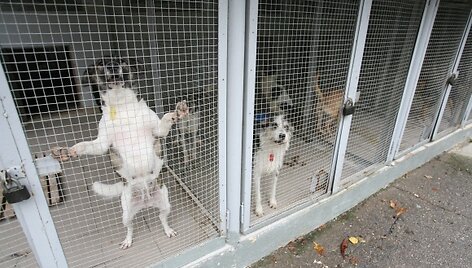 Gyvūnų globėjai tvirtina, kad uždrausti &scaron;unims loti yra neįmanoma &ndash; jeigu loja vienas, los ir kiti &scaron;unys.