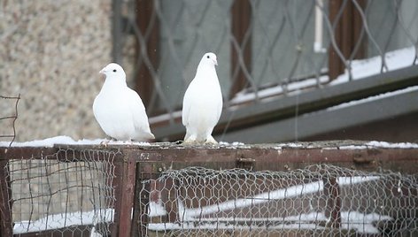 20 karvelių po savo balkonu auginantis vilnietis Genadijus nemano, kad jo paukščiai galėtų kam nors trukdyti.