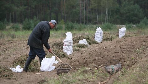 Bulvių augintojai teigia, kad vasaros kaitros i&scaron;džiovino laukus, tačiau derliumi skųstis nereikėtų.