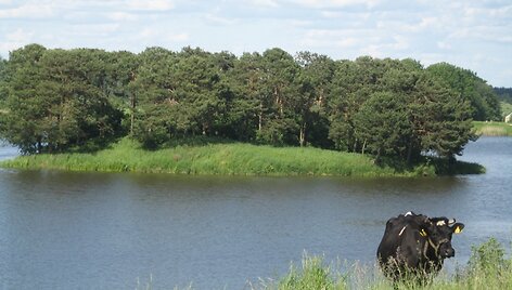 Konkursas Liūdniausia karvė