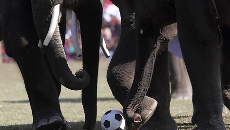 Dramblių futbolo varžybų akimirka