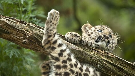 Amūrinis leopardas Argounas