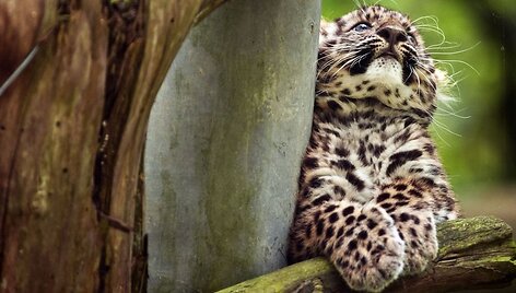 Amūrinis leopardas Argounas