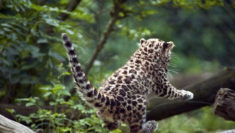 Amūrinis leopardas Argounas