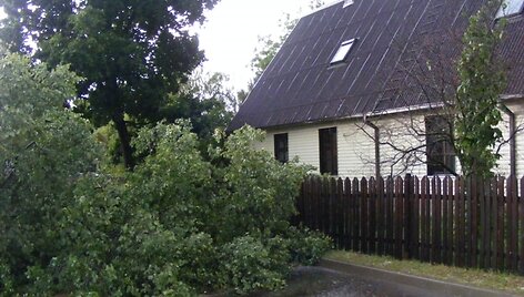 Nulūžusi liepa prie Ignalinos savivaldybės