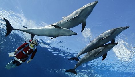 Kalėdų senio kostiumu apsirengęs naras plaukioja su delfinais.