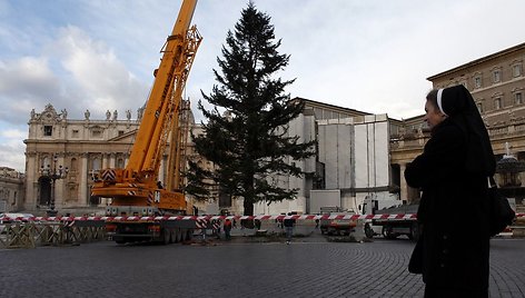 Šv. Petro aikštėje statoma kalėdinė eglutė