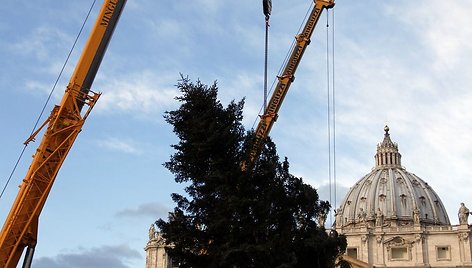 Šv. Petro aikštėje statoma kalėdinė eglutė