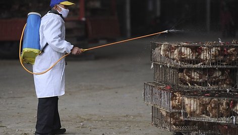 Dezinfekuojami naminiai paukščiai