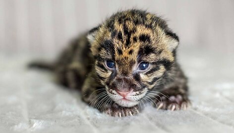 Dūminio leopardo jauniklis