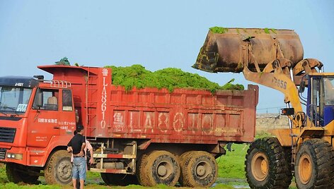 I&scaron; Čingdao paplūdimio i&scaron;vežami dumbliai 