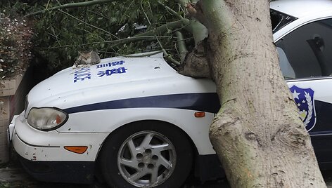 Ant policijos automobilio užvirtęs medis