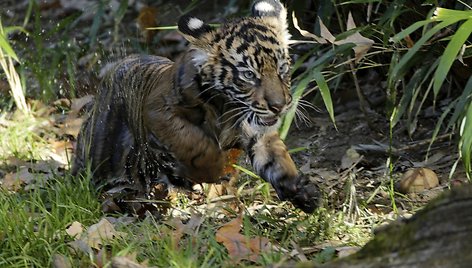 Išsimaudęs sumatros tigro jauniklis