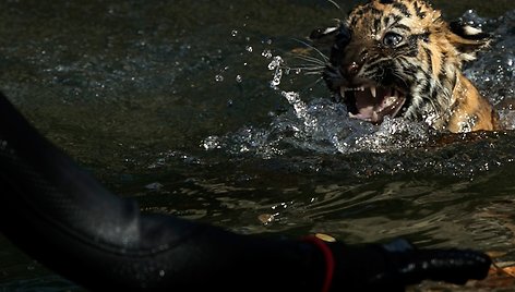 Sumatros tigro jauniklis vandenyje 