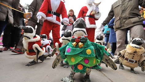 Kalėdų senelio kostiumais aprengti pingvinai 