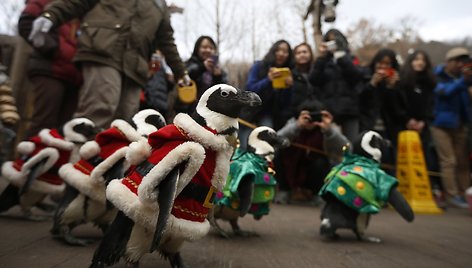 Kalėdų senelio kostiumais aprengti pingvinai 