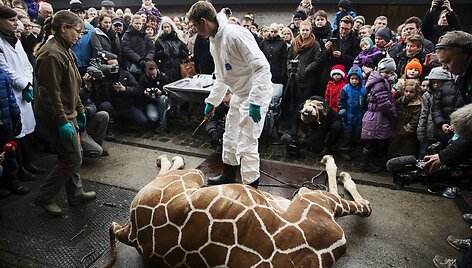 Kopenhagos zoologijos sode nu&scaron;auta žirafa