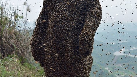 Bitės ant Kinijos bitininko She Pingo