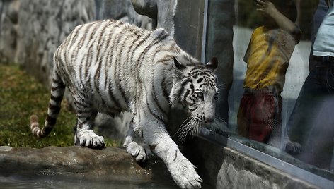 Baltojo bengalinio tigro jauniklė Limos privačiame zoologijos sode