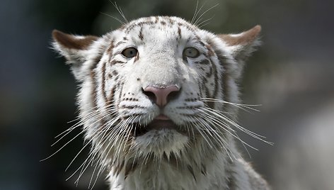 Baltojo bengalinio tigro jauniklė Limos privačiame zoologijos sode