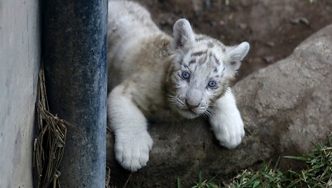 Baltojo tigro jauniklis Peru zoologijos sode