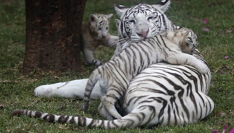 Baltojo tigro jaunikliai žaidžia su mama Peru zoologijos sode