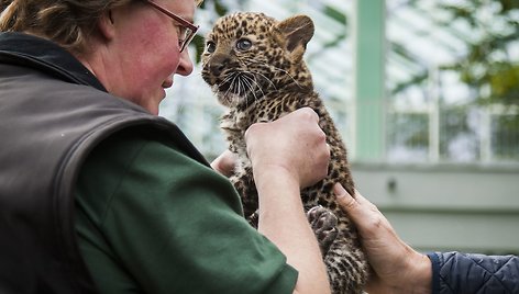 Leopardo jauniklis 