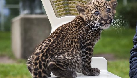 Leopardo jauniklis ant svarstyklių 