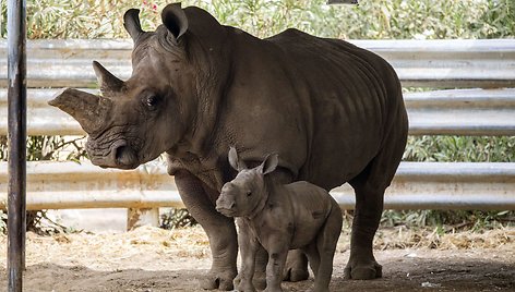 Raganosio jauniklė kartu su savo mama Tanda