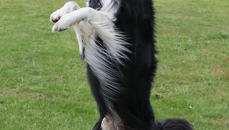 Ant galinių kojų stovintis &scaron;uo