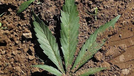 Naikinama marihuana
