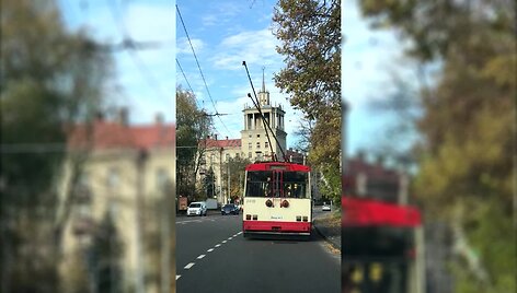tempiamo-troleibuso-usai-blaskesi-tarsi-maisto-ieskancio-vabzdzio-antenos