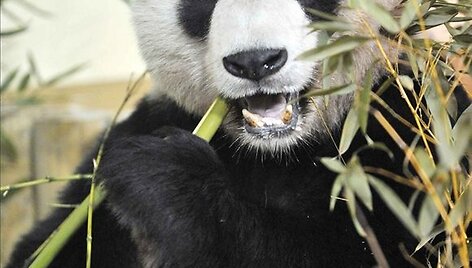 Panda vardu Yangas Guangas