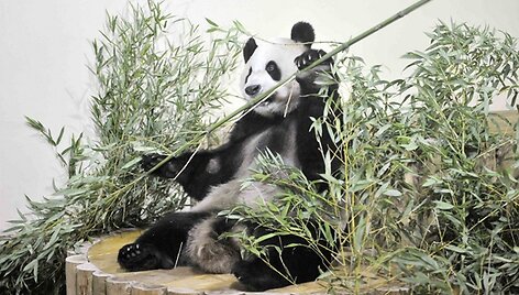 Panda vardu Yangas Guangas