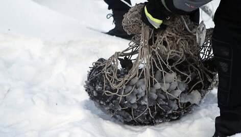Ant ledo gulėjo leisgyvis gyvūnėlis.