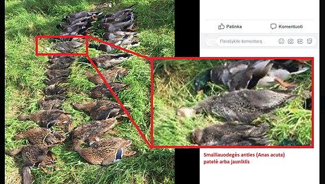 Smailiauodegė antis