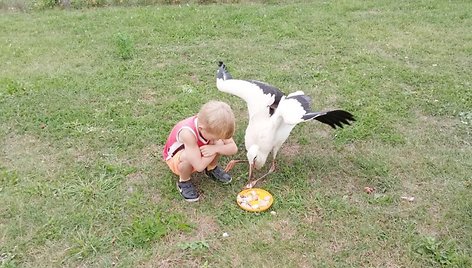 Pasveikęs gandras lyg šuniukas sekioja namiškius