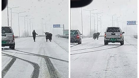 Bulius autostradoje