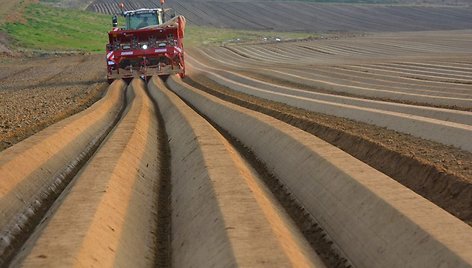 Bulvių sodinimo mašina iš karto gali sėti kelias vagas bulvių. Su ja lengvai galima pasėti 300 hektarų ploto ūkį