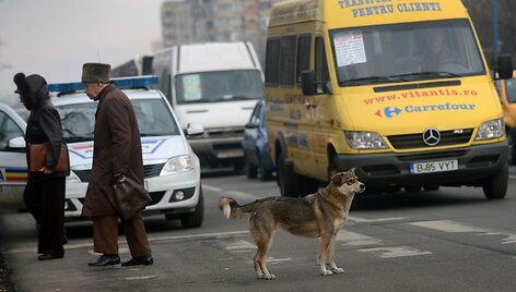 Rumunijoje beglobiai &scaron;unys padeda pėstiesiems pereiti per perėjas