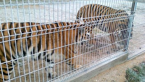 Neįregistruotame zoologijos sode laikomi tigrai