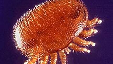 Erkutė Varroa.
