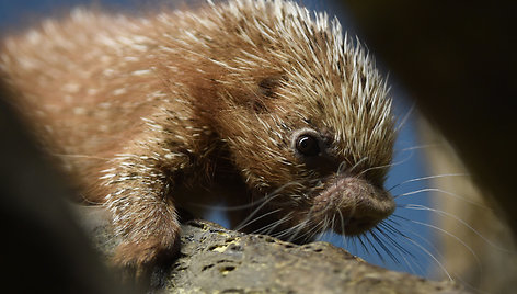 Mieliausi zoologijos sodų mažyliai