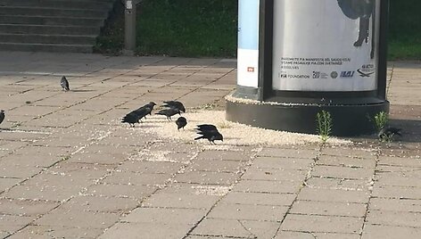 Drugių spiečius Vilniuje