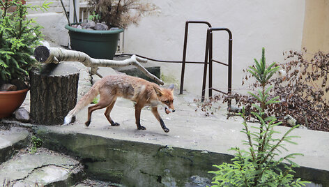Zoologijos sodo gyventojas