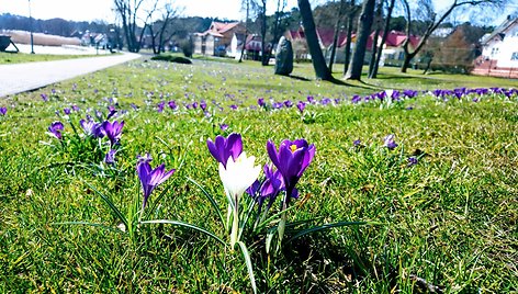 Krokų žiedai