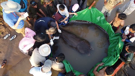 Mekongo upėje Kambodžoje sugauta 300 kg sverianti raja tapo didžiausia pasaulyje gėlavandene žuvimi