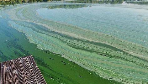 Kauno marių vanduo pažaliavo